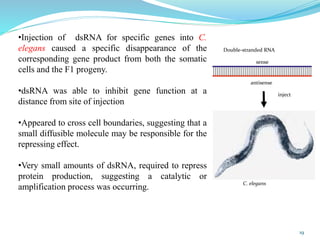 Double-stranded RNA
inject
C. elegans
sense
antisense
•Injection of dsRNA for specific genes into C.
elegans caused a specific disappearance of the
corresponding gene product from both the somatic
cells and the F1 progeny.
•dsRNA was able to inhibit gene function at a
distance from site of injection
•Appeared to cross cell boundaries, suggesting that a
small diffusible molecule may be responsible for the
repressing effect.
•Very small amounts of dsRNA, required to repress
protein production, suggesting a catalytic or
amplification process was occurring.
19
 