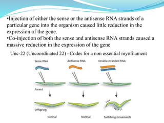 Unc-22 (Uncoordinated 22) –Codes for a non essential myofilament
•Injection of either the sense or the antisense RNA strands of a
particular gene into the organism caused little reduction in the
expression of the gene.
•Co-injection of both the sense and antisense RNA strands caused a
massive reduction in the expression of the gene
 