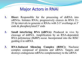 Major Actors in RNAi
1. Dicer: Responsible for the processing of dsRNA into
siRNAs. Initiates RNAi, progressively cleaves ds RNA 21-
25 bp intervals to generate si RNAs with 2-3’ overhangs at 3’
ends & phosphorylated 5’ ends
2. Small interfering RNA (siRNA): Produced in vivo by
cleavage of dsRNA. Amplification by an RNA-dependent
RNA polymerase (RdRP) occur. Incorporated into the RISC
guiding it to mRNA
3. RNA-Induced Silencing Complex (RISC): Nuclease
complex composed of proteins and siRNA. Targets and
destroys endogenous mRNAs complementary to the siRNA
 