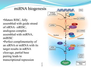 29
•Mature RISC, fully
assembled with guide strand
of siRNA –siRISC,
analogous complex
assembled with miRNA,
miRISC
•Perfect complimentarity of
an siRNA or miRNA with its
target results in mRNA
cleavage, partial base
pairing leads to
transcriptional repression
miRNA biogenesis
 