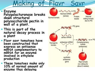 Making of Flavr Savr
 Enzyme
Polygalacturonase breaks
down structural
polysaccharide pectin in
wall of a plant.
 This is part of the
natural decay process in
a plant
 Flavr savr tomatoes have
been constructed that
express an antisense
mRNA complementary to
mRNA for an enzyme
involved in ethylene
production
 These tomatoes make only
10% of normal amount of
enzyme thus delaying
 