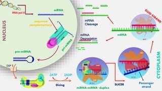RNA interference in Crop Improvement | PPTX