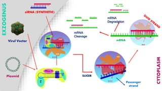 RNA interference in Crop Improvement | PPTX