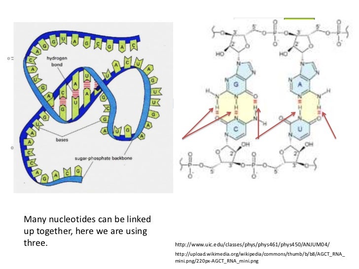 Rna nucleotides chemical structure, function, importance of bases