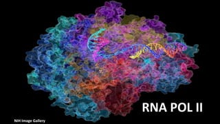 RNA POL II
NIH Image Gallery
 