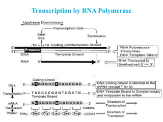 Transcription by RNA Polymerase
 