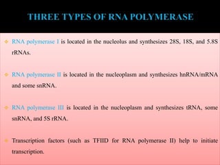  RNA polymerase I is located in the nucleolus and synthesizes 28S, 18S, and 5.8S
rRNAs.
 RNA polymerase II is located in the nucleoplasm and synthesizes hnRNA/mRNA
and some snRNA.
 RNA polymerase III is located in the nucleoplasm and synthesizes tRNA, some
snRNA, and 5S rRNA.
 Transcription factors (such as TFIID for RNA polymerase II) help to initiate
transcription.
 