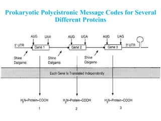 Prokaryotic Polycistronic Message Codes for Several
Different Proteins
 