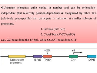 Upstream elements: quite varied in number and can be orientation-
independent (but relatively position-dependent) & recognized by other TFs
(relatively gene-specific) that participate in initiation at smaller sub-sets of
promoters.
1. GC box (GC rich)
2. CAAT box (5’-CCAAT-3)
e.g., GC boxes bind the TF Sp1, while CCAAT boxes bind CTF
 