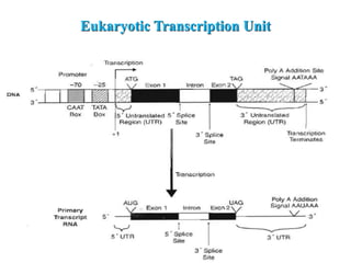 Eukaryotic Transcription Unit
 