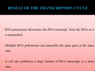  RNA polymerase dissociates the RNA transcript from the DNA as it
is transcribed.
 Multiple RNA polymerase can transcribe the same gene at the same
time
 A cell can synthesize a large number of RNA transcripts in a short
time.
 