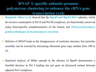  Benjamin Albert et al; showed that the Rpa49 and Rpa34 Pol I subunits, which
do not have counterparts in Pol II and Pol III complexes, are functionally conserved
using heterospecific complementation of the human and Schizosaccharomyces
pombe orthologues in Saccharomyces cerevisiae.
 Deletion of RPA49 leads to the disappearance of nucleolar structure, but nucleolar
assembly can be restored by decreasing ribosomal gene copy number from 190 to
25.
 Statistical analysis of Miller spreads in the absence of Rpa49 demonstrates a
fourfold decrease in Pol I loading rate per gene an decreased contact between
adjacent Pol I complexes.
 