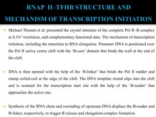  Michael Thomm et al; presented the crystal structure of the complete Pol II–B complex
at 4.3A° resolution, and complementary functional data. The mechanism of transcription
initiation, including the transition to RNA elongation. Promoter DNA is positioned over
the Pol II active centre cleft with the ‘B-core’ domain that binds the wall at the end of
the cleft.
 DNA is then opened with the help of the ‘B-linker’ that binds the Pol II rudder and
clamp coiled-coil at the edge of the cleft. The DNA template strand slips into the cleft
and is scanned for the transcription start site with the help of the ‘B-reader’ that
approaches the active site.
 Synthesis of the RNA chain and rewinding of upstream DNA displace the B-reader and
B-linker, respectively, to trigger B release and elongation complex formation.
 
