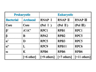 Prokaryotic Eukaryotic
Bacterial Archaeal RNAP Ⅰ RNAP Ⅱ RNAP Ⅲ
Core Core (Pol Ⅰ ) (Pol Ⅱ) (Pol Ⅲ)
β‘ A’/A” RPC1 RPB1 RPC1
β B RPA2 RPB2 RPC5
α’ D RPC5 RPB3 RPC5
α“ L RPC9 RPB11 RPC6
ω K RPB6 RPB6 RPB6
[+6 other] [+9 others] [+7 others] [+11 others]
 