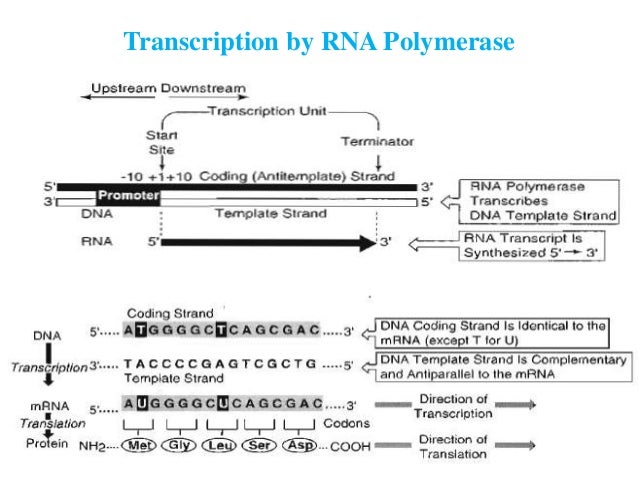 What is the difference between DNA polymerase vs. RNA polymerase?