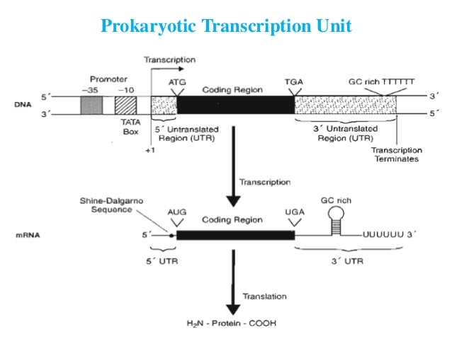 Rna polymerase