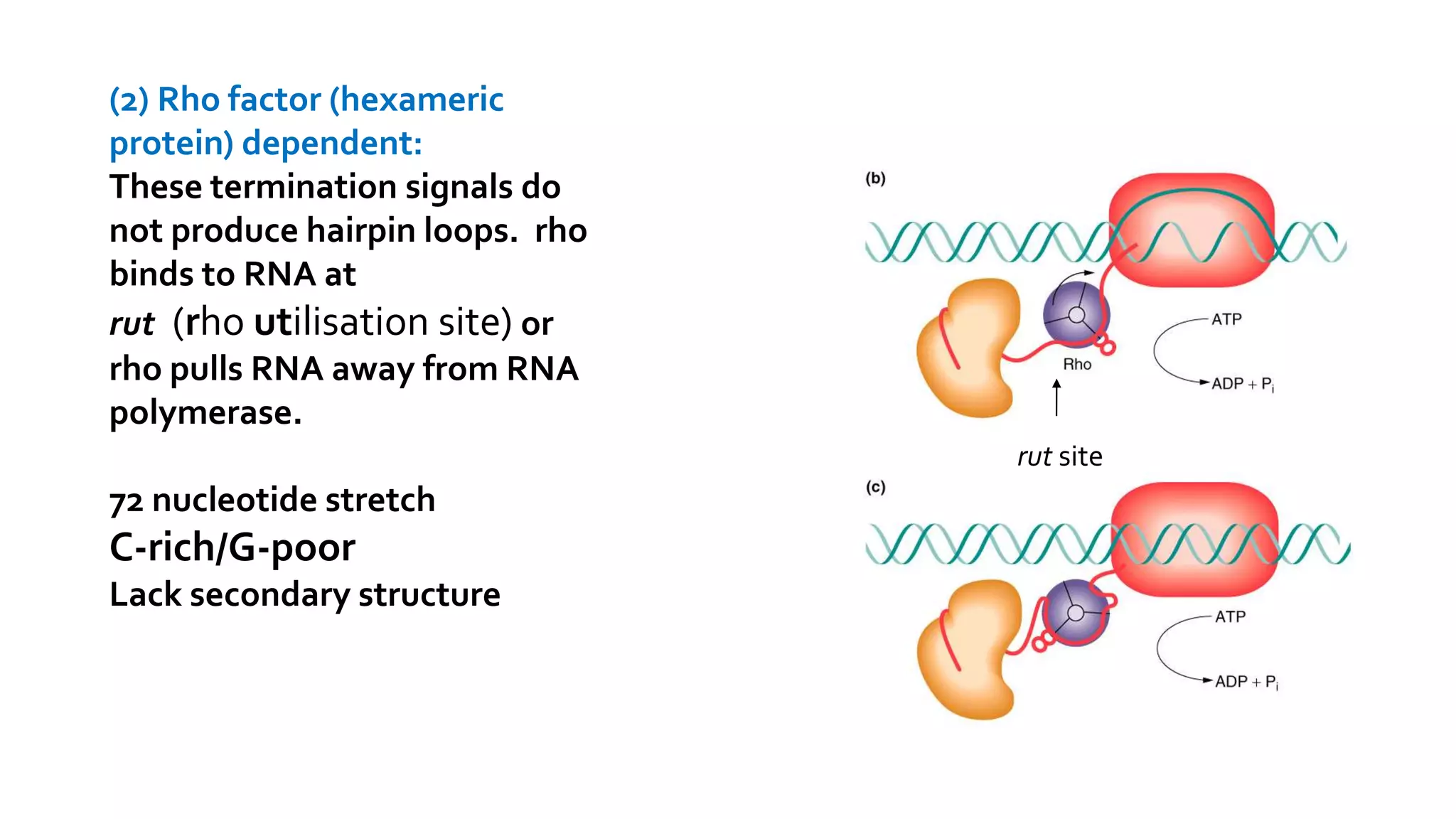 Rna polymerase | PPT