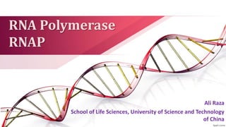 RNA Polymerase
RNAP
Ali Raza
School of Life Sciences, University of Science and Technology
of China
 