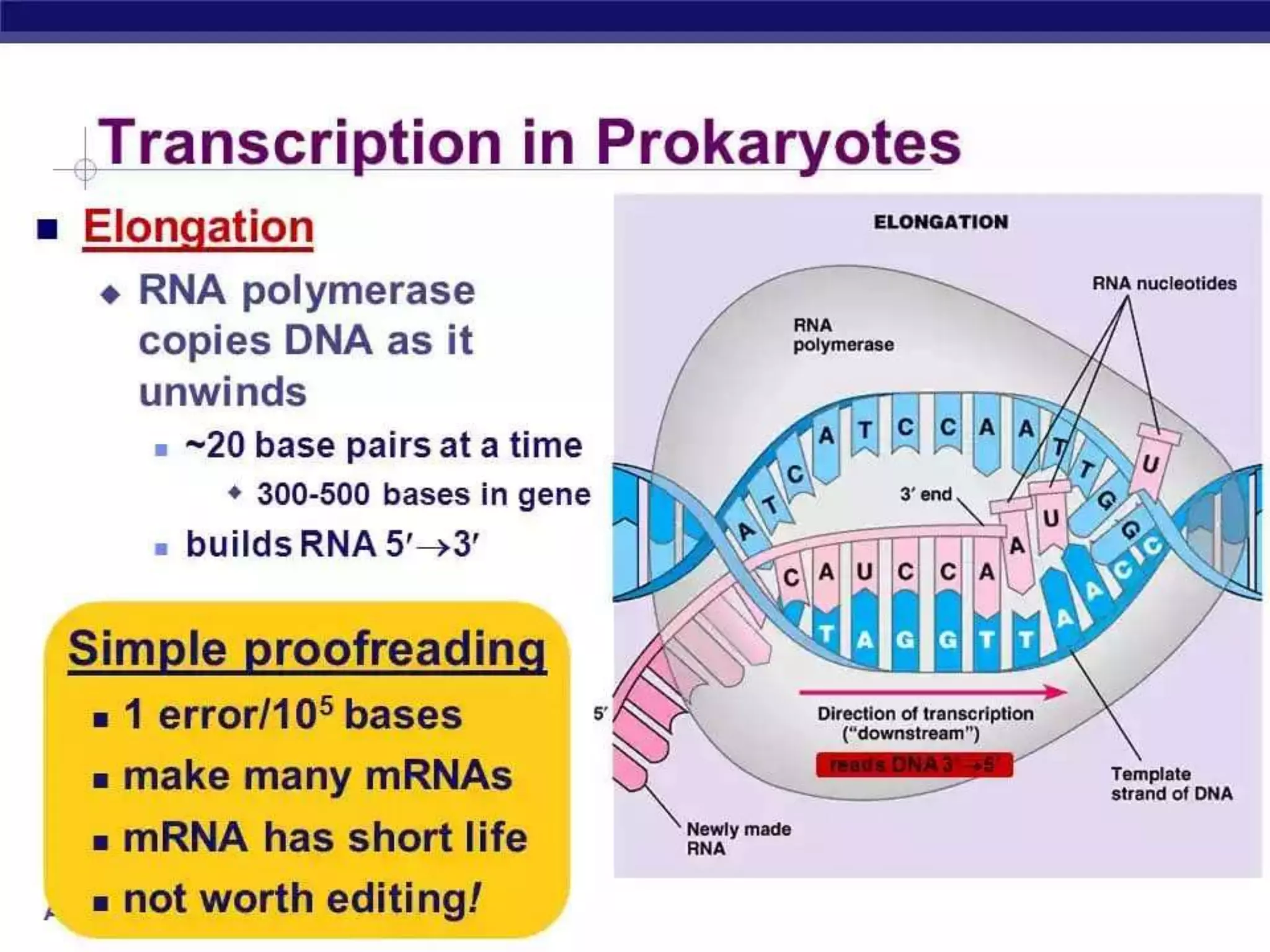 Rna polymerase & transcription in prokaryotes | PPTX