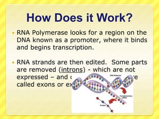 RNA PowerPoint.ppt