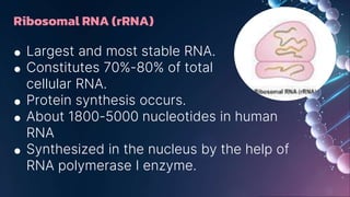 Ribosomal RNA (rRNA)
● Largest and most stable RNA.
● Constitutes 70%-80% of total
cellular RNA.
● Protein synthesis occurs.
● About 1800-5000 nucleotides in human
RNA
● Synthesized in the nucleus by the help of
RNA polymerase I enzyme.
 