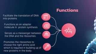 Functions
Facilitate the translation of DNA
into proteins
Functions as an adapter
molecule in protein synthesis
Serves as a messenger between
the DNA and the ribosomes.
Promotes the ribosomes to
choose the right amino acid
which is required in building up of
new proteins in the body.
 