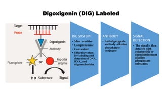 Molecular RNA Probe | PPTX