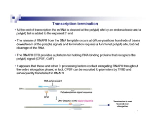Rna processing | PPT