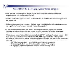 Rna processing | PPT