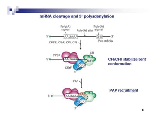 Rna processing | PPT