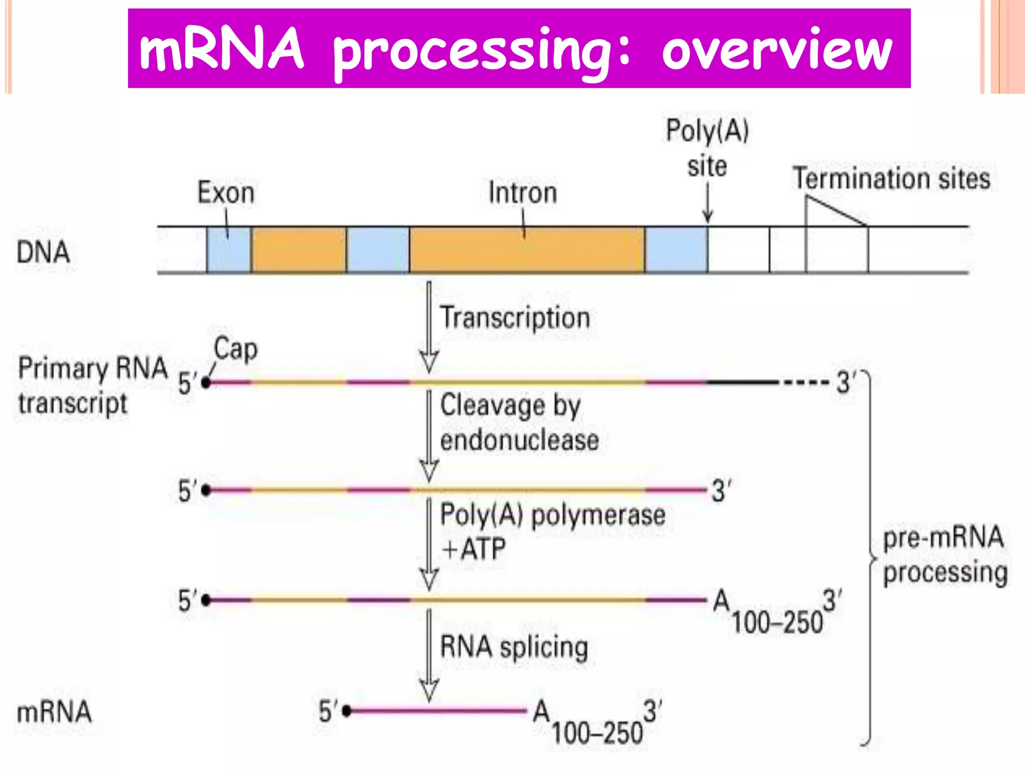 Rna processing | PPTX