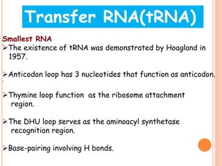 Smallest RNA
The existence of tRNA was demonstrated by Hoagland in
1957.
Anticodon loop has 3 nucleotides that function as anticodon.
.
Thymine loop function as the ribosome attachment
region.
The DHU loop serves as the aminoacyl synthetase
recognition region.
Base-pairing involving H bonds.
Transfer RNA(tRNA)
 
