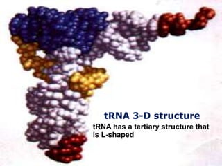 tRNA 3-D structure
tRNA has a tertiary structure that
is L-shaped
 