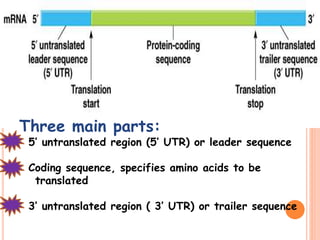 Three main parts:
5’ untranslated region (5’ UTR) or leader sequence
Coding sequence, specifies amino acids to be
translated
3’ untranslated region ( 3’ UTR) or trailer sequence
 