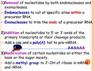 1)Remvoal of nucleotides by both endonucleases and
exonucleases.
 Endonucleases to cut at specific sites within a
precursor RNA.
 Exonucleases to trim the ends of a precursor RNA.
2)Addition of nucleotides to 5’-or 3’-ends of the
primary transcripts or their cleavage products.
 Add a cap and a poly(A) tail to pre-mRNA.
3)Modification of certain nucleotides on either the
base or the sugar moiety.
 Add a methyl group to 2’-OH of ribose in mRNA
and rRNA.
 