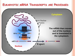 DNA
Cytoplasm
Nucleus
EUKARYOTIC MRNA TRANSCRIPTS ARE PROCESSED
Export
G AAAAAA
RNA
Transcription
G AAAAAA
RNA
Processing
mRNA
The mRNA then moves
out of the nucleus
and is translated in
the cytoplasm.
 
