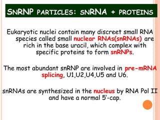 SNRNP PARTICLES: SNRNA + PROTEINS
Eukaryotic nuclei contain many discreet small RNA
species called small nuclear RNAs(snRNAs) are
rich in the base uracil, which complex with
specific proteins to form snRNPs.
The most abundant snRNP are involved in pre-mRNA
splicing, U1,U2,U4,U5 and U6.
snRNAs are synthesized in the nucleus by RNA Pol II
and have a normal 5’-cap.
 