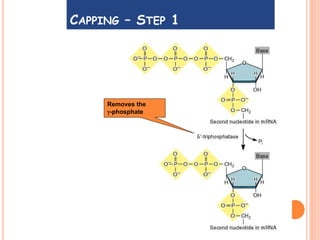 Removes the
-phosphate
CAPPING – STEP 1
 
