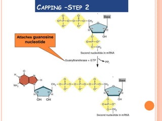 CAPPING –STEP 2
Attaches guanosine
nucleotide
OHOH
 