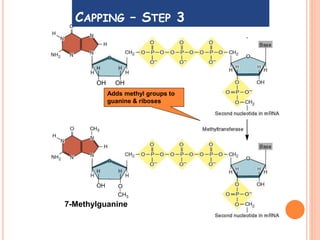 OHOH
Adds methyl groups to
guanine & riboses
CAPPING – STEP 3
OH O
CH3
7-Methylguanine
 
