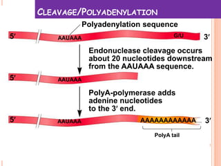5 3
5
5 3
Endonuclease cleavage occurs
about 20 nucleotides downstream
from the AAUAAA sequence.
PolyA-polymerase adds
adenine nucleotides
to the 3end.
Polyadenylation sequence
PolyA tail
AAAAAAAAAAAA....AAUAAA
AAUAAA
AAUAAA
CLEAVAGE/POLYADENYLATION
G/U
 