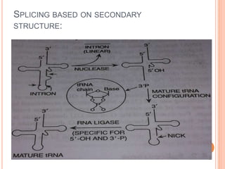 SPLICING BASED ON SECONDARY
STRUCTURE:
 
