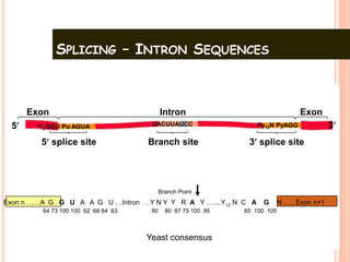 SPLICING – INTRON SEQUENCES
35
5 splice site 3 splice siteBranch site
IntronExon Exon
Py12N PyAGGA/CGGU Pu AGUA UACUUAUCC
Exon n ……A G G U A A G U …Intron …Y N Y Y R A Y …....Y12 N C A G N ….. Exon n+1
64 73 100 100 62 68 84 63 80 80 87 75 100 95 65 100 100
Branch Point
Yeast consensus
 