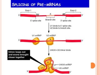 Intron loops out
and exons brought
closer together
SPLICING OF PRE-MRNAS
 