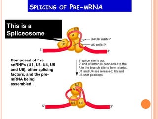 SPLICING OF PRE-MRNA
This is a
Spliceosome
Composed of five
snRNPs (U1, U2, U4, U5
and U6), other splicing
factors, and the pre-
mRNA being
assembled.
 