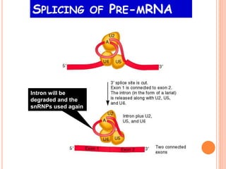 Intron will be
degraded and the
snRNPs used again
SPLICING OF PRE-MRNA
 
