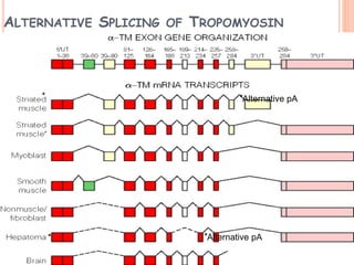 ALTERNATIVE SPLICING OF TROPOMYOSIN
* Alternative pA*
* Alternative pA*
 
