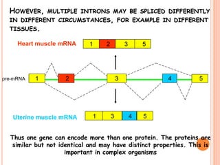 HOWEVER, MULTIPLE INTRONS MAY BE SPLICED DIFFERENTLY
IN DIFFERENT CIRCUMSTANCES, FOR EXAMPLE IN DIFFERENT
TISSUES.
1 2 3 5Heart muscle mRNA
1 43 5Uterine muscle mRNA
Thus one gene can encode more than one protein. The proteins are
similar but not identical and may have distinct properties. This is
important in complex organisms
3 5421pre-mRNA
 