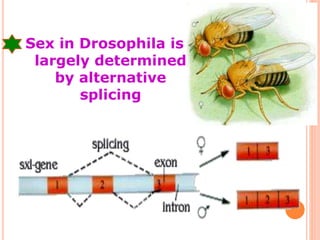 Sex in Drosophila is
largely determined
by alternative
splicing
 