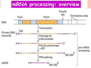 mRNA processing: overview
 